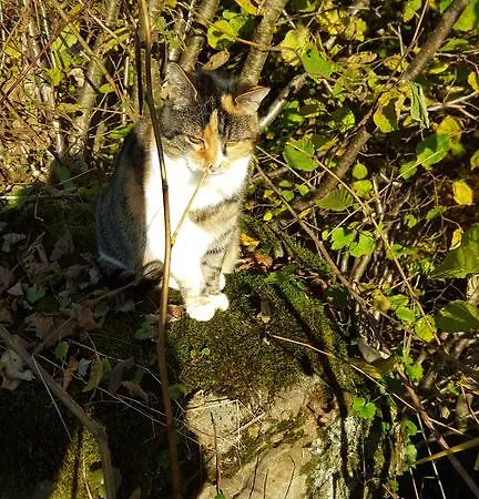 Haus Silke Silbertal