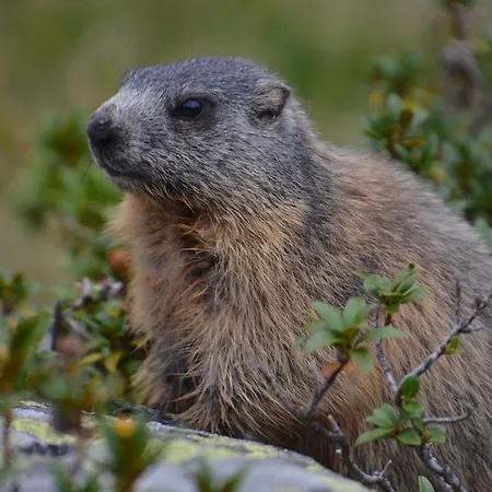 Apartamento Haus Silke Silbertal